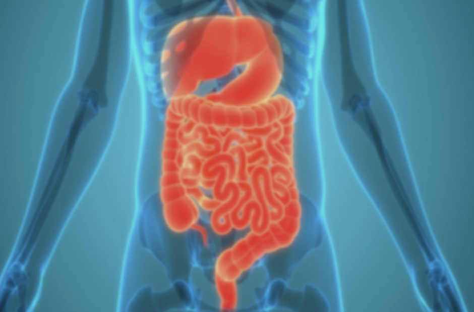 GI tract / gut motility